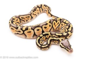 Super Pastel ball python for sale