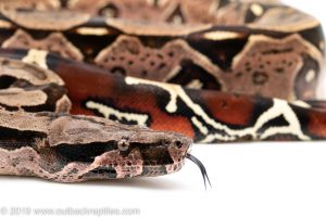 Suriname redtail boa