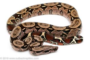 Suriname redtail boa