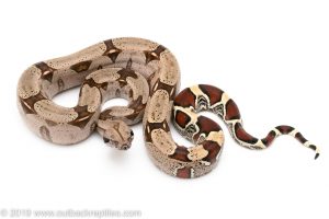 Suriname redtail boa