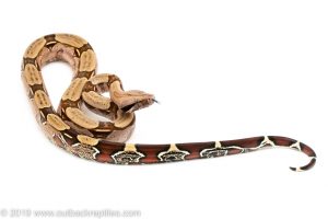 Suriname redtail boa