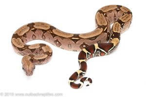 Suriname Redtail Boa