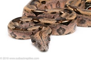 Suriname redtail boa