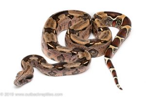 Suriname redtail boa