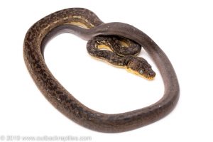 Timor Python