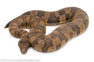 Viper boa for sale