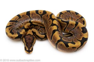 Woma ball python for sale