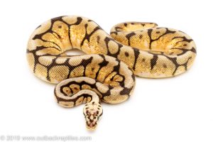 bumblebee ball python for sale