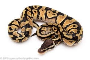 Pastel het Desert Ghost ball python for sale