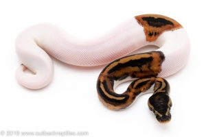 Pied ball pythons for sale