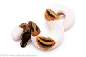 Pied ball pythons for sale