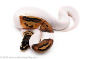 Pied ball pythons for sale