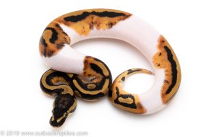 Pied ball pythons for sale