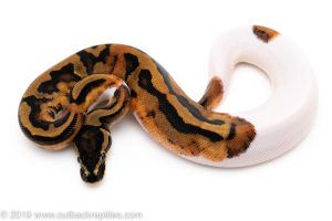 Pied ball pythons for sale