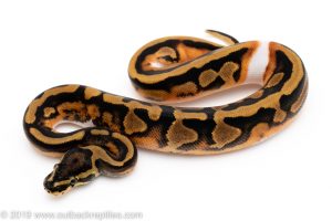 Pied ball pythons for sale