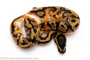 Pied ball pythons for sale