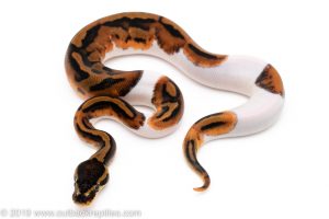 Pied ball pythons for sale