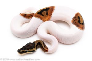 Pied ball pythons for sale