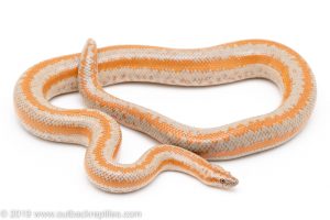 Rosy Boa