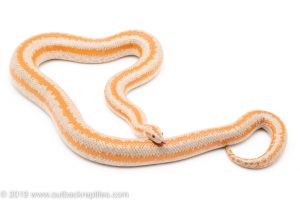 Rosy Boa