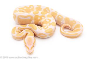 Albino ball python for sale