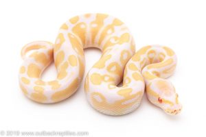 ALbino ball python for sale