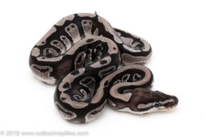 VPI Axanthic Specter ball python for sale
