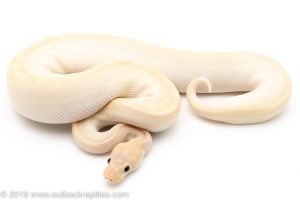 Blue Eyed Lucy Russo Special ball python for sale