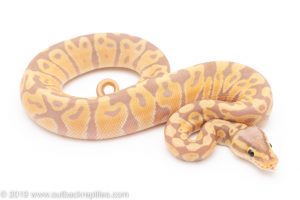 Banana ball python for sale