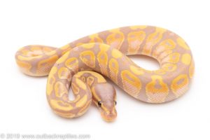 Banana ball python for sale