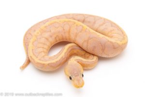 Banana Chocolate Lemon Blast ball python for sale