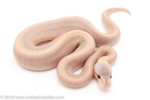 Banana Silver Streak pinstripe yellowbelly ball python for sale