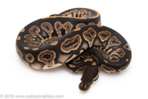 Black Pastel het Pied panda project ball python for sale