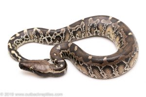 Sumatran Black Blood Python