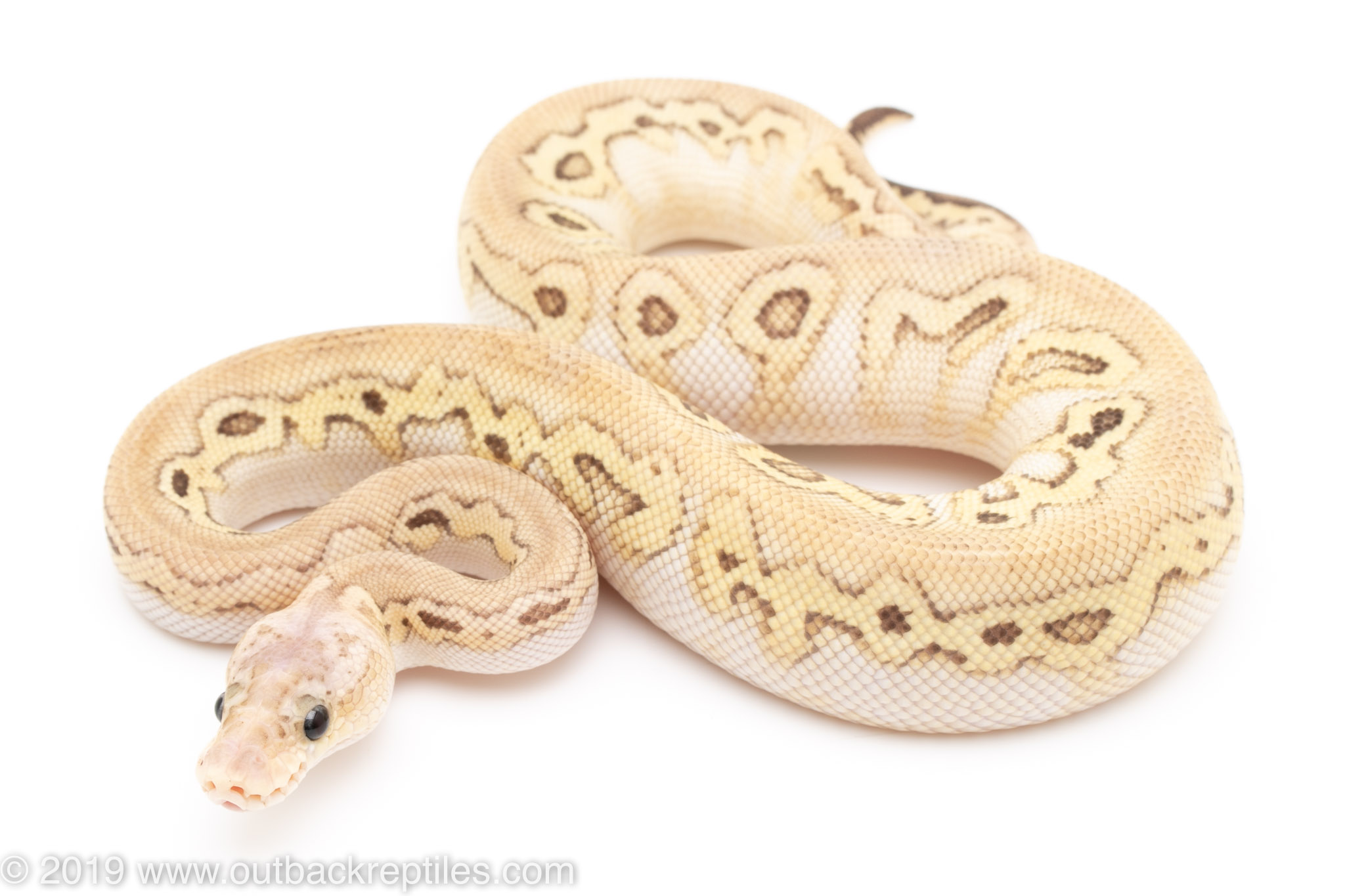 Black pewter Lesser Clown male | Outback Reptiles