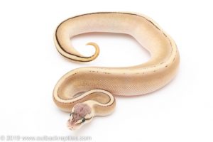 Butter Genetic stripe ball python for sale