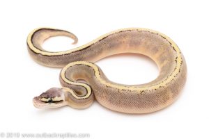 Butter Genetic Stripe ball python for sale