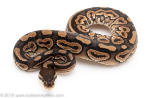Cinnamon ball python for sale