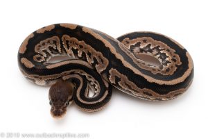 Cinnamon het Pied ball python for sale