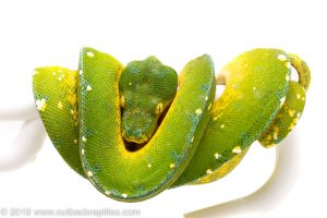 Cyclops green tree python