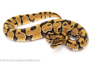 Enchi ball python for sale
