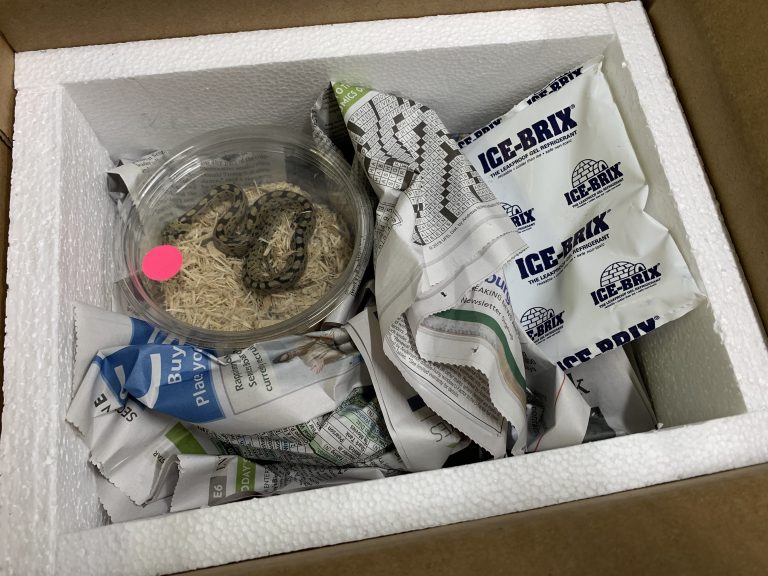 How to Ship Live Reptiles Outback Reptiles
