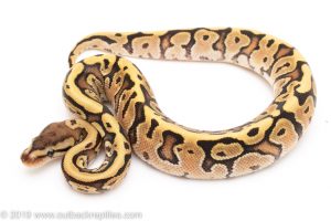 Hidden Gene Woma Fire Yellowbelly ball python for sale