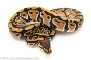 Ball Python for Sale