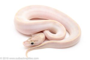 Ivory ball python for sale