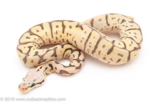 Leopard Killer Bee ball python for sale