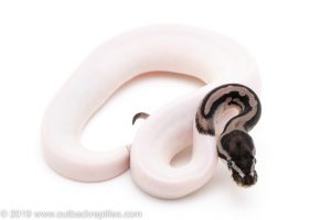 Lightning Pied ball python for sale