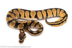 Orange Dream ball python for sale