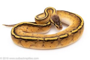 Pastel Genetic Stripe ball python for sale