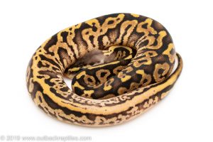 Pastel Leopard Sugar ball python for sale